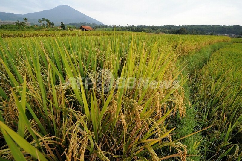 コメ依存からの脱却を目指すインドネシア政府、険しい道のり