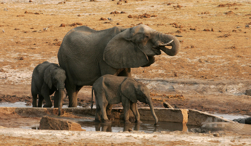 ジンバブエ、子ゾウ24頭を中国へ輸出 保護団体が非難 ジンバブエ、子ゾウ24頭を中国へ輸出 保護団体が非難