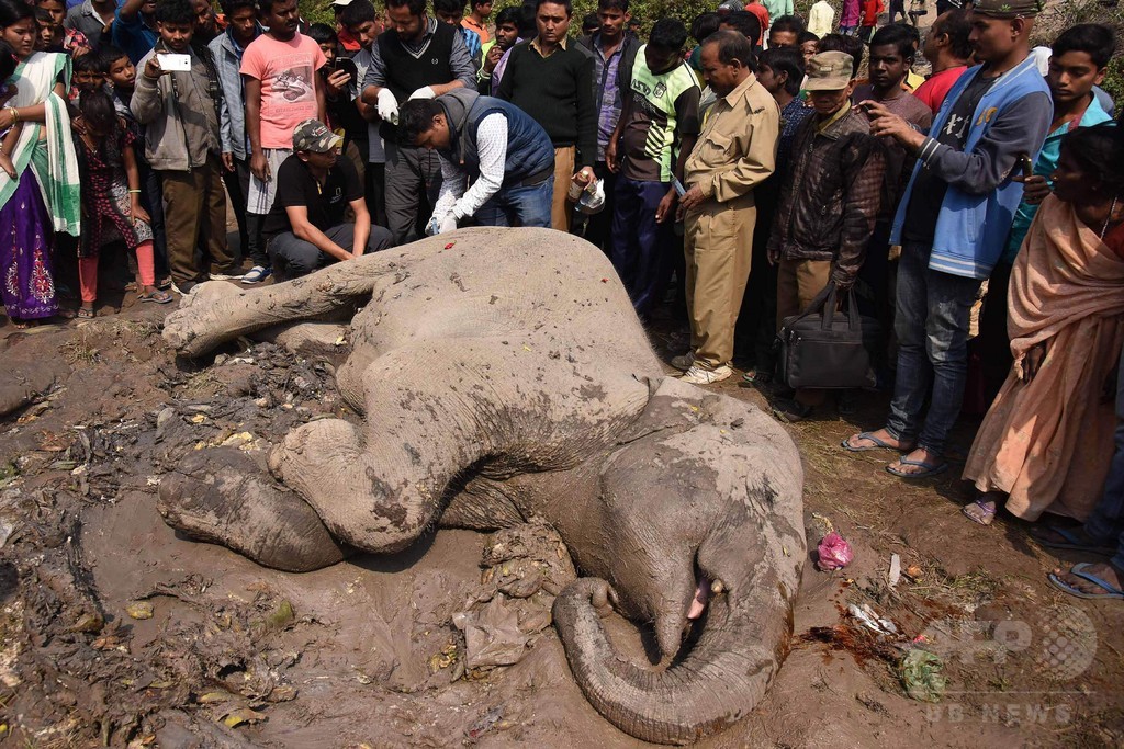 ゾウの群れに旅客列車が衝突、4頭死ぬ インド ゾウの群れに旅客列車が衝突、4頭死ぬ インド