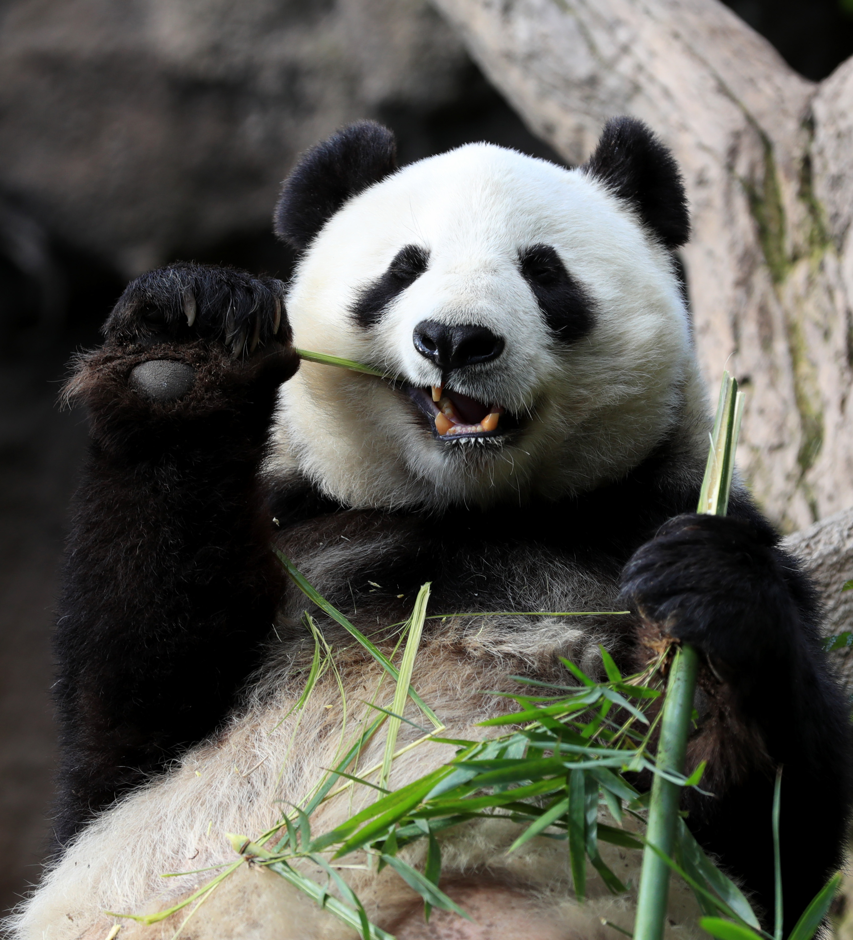 米サンディエゴ動物園でパンダの「お別れパーティー」開催 写真13枚