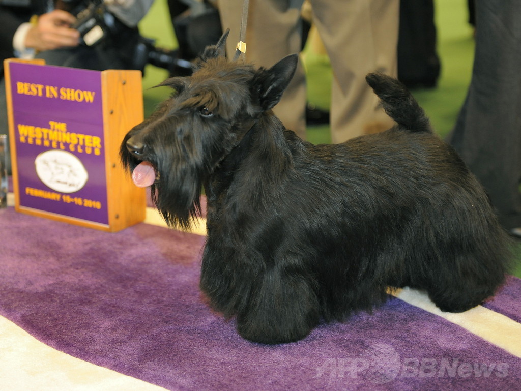 【特集】「美犬」大集合、米ドッグショー写真集