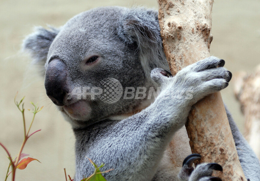 オスのコアラ、「伴侶」を求めてお引っ越し - ドイツ