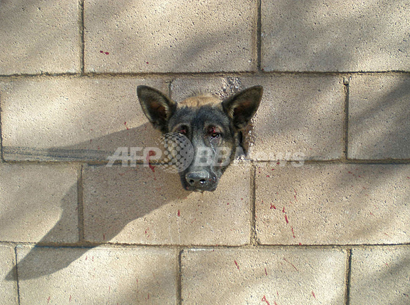 ブロック塀の穴にはまったシェパードを救助、米カリフォルニア州