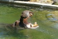 豪アデレード動物園で、猛暑の中ホースで水を飲ませてもらうカバ（2019年1月24日提供）。(c)AFP PHOTO / ADELAIDE ZOO