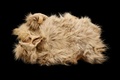 約160年前の長毛種の犬「マトン」の毛皮。米スミソニアン国立自然史博物館提供（撮影日不明）。(c)AFP PHOTO / National Museum of Natural History, Smithsonian Institution/Donald E. Hurlbert