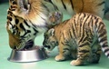 チェコ東部オロモウツの動物園で餌を食べるシベリアトラの子どもと母親トラ（2015年6月30日撮影）。(c)AFP/RADEK MICA