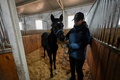 中国・希諾谷によるクローン馬「壮壮」。北京の乗馬クラブで（2023年1月12日撮影）。(c)Jade GAO / AFP