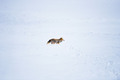 雪の中で活動するチベットスナギツネ（2021年1月23日撮影）。(c)Xinhua News