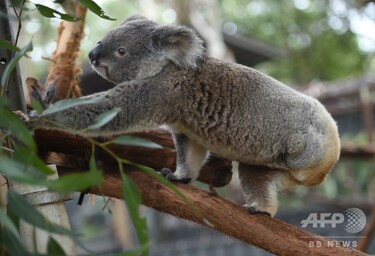 山火事でコアラ数百頭犠牲か 豪ニューサウスウェールズ州 写真1枚 国際