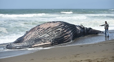 米カリフォルニア州の海岸にクジラの死骸、数週間で2体目