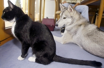 「イヌに付いているノミの飛距離」研究、08年のイグ・ノーベル賞受賞