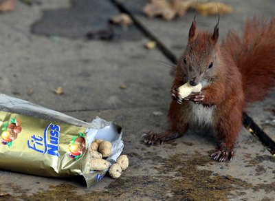 全部食べられる？おつまみピーナツ食べるリス