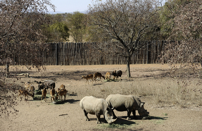 密猟で角奪われるサイたち、南アフリカ
