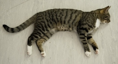 独ベルリンにも猫カフェ1号店、「国際ネコの日」