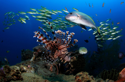 東ティモール近海の生き物とらえた写真コンテスト