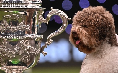 今年の最高賞、ラゴット犬に 英ドッグショー