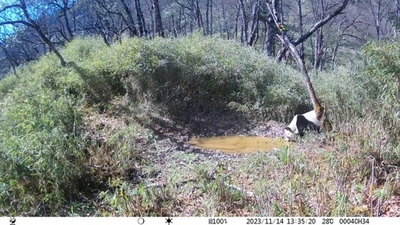 動画:中国四川省で同一の野生パンダを複数回撮影