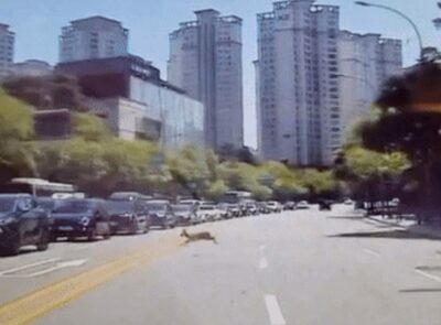 ソウル・カンナムの真ん中で鹿がピョンピョン…運転手びっくり