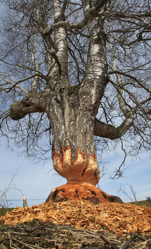 極限状態！ビーバーによる食害 独