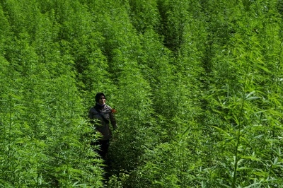 大麻畑摘発、焼却処分 インドネシア・アチェ州