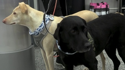 空港の「コロナ探知犬」実地試験、初期結果はPCR検査に匹敵 フィンランド