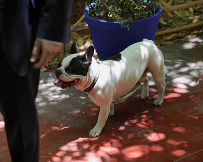 愛犬も参列、サンローラン氏の遺灰モロッコへ