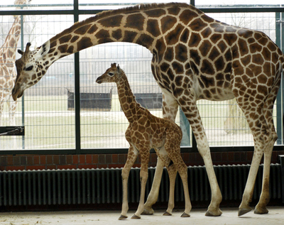 キリンの赤ちゃん誕生 - ドイツ