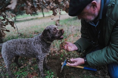 愛犬とトリュフ狩り シーズン真っ盛りの冬の南仏
