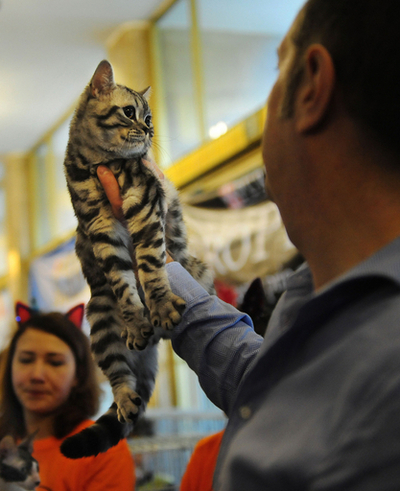 決め顔は斜め45度、にゃんこのビューティーコンテスト