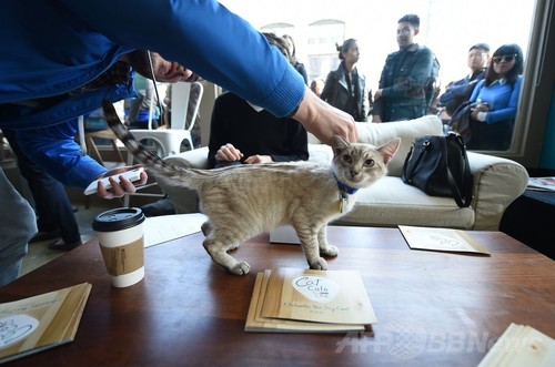 全米初の猫カフェに1日500人殺到 Nyで4日間だけ開店 写真18枚 ファッション ニュースならmode Press Powered By Afpbb News