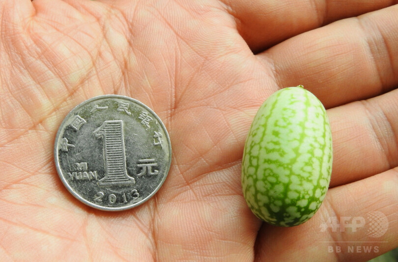 どうやって食べる？ 新鮮な「親指スイカ」の季節