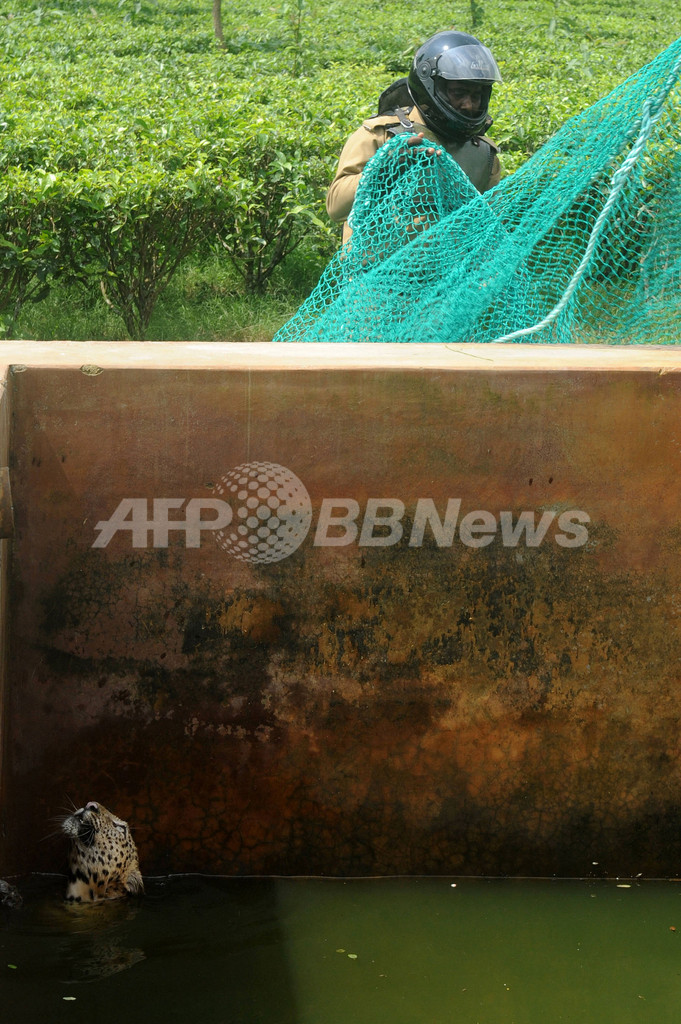 貯水槽にヒョウがドボン！救出劇の一部始終