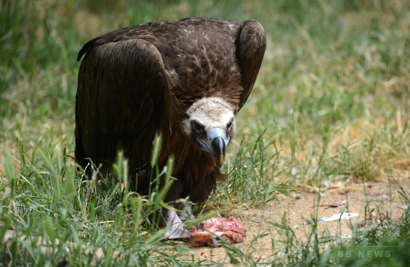 死肉食べても食中毒にならないコンドルの謎 国際チームが解明 写真1枚 国際ニュース Afpbb News