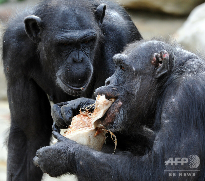 年取るほど 大切な友達優先 チンパンジーと人間に類似性 研究 写真2枚 国際ニュース Afpbb News