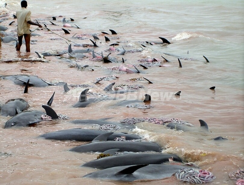 メキシコ湾でイルカの大量死 原因は赤潮か 米海洋当局 写真1枚 国際ニュース Afpbb News