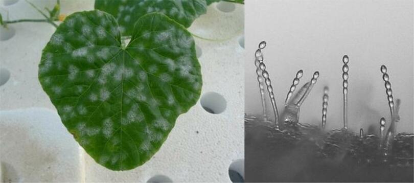 世界初! 静電気技術を用いてうどんこ病菌の農薬耐性を評価 農薬耐性を示すうどんこ病菌の新たな評価法への応用に期待