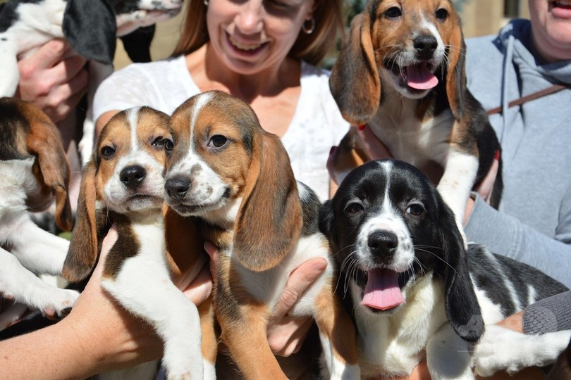 体外受精で初の子犬誕生、米研究チームが成功 体外受精で初の子犬誕生、米研究チームが成功