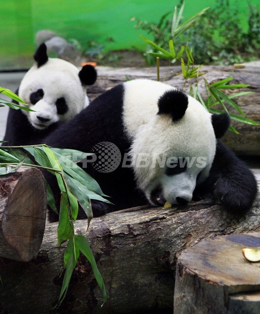 中国から来たパンダ、台北動物園の来園者50万人増に貢献 中国から来たパンダ、台北動物園の来園者50万人増に貢献
