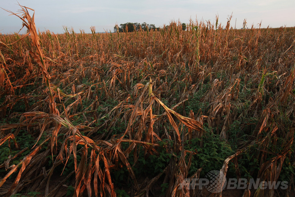 米国産トウモロコシの干ばつ耐性が低下、米研究 米国産トウモロコシの干ばつ耐性が低下、米研究