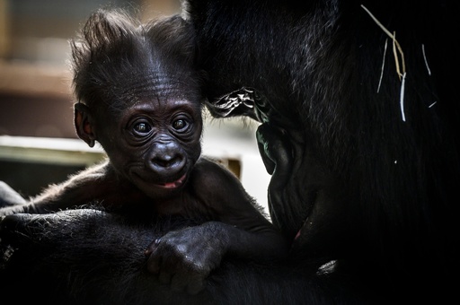 生後4週間、ゴリラの赤ちゃんすくすく成長中 フランス 写真7枚 国際