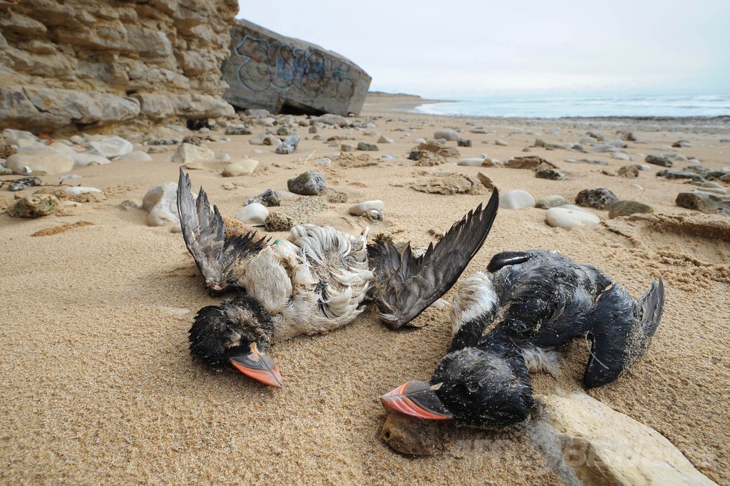 鳥2万羽以上が死ぬ、1月下旬以降 フランス沿岸 鳥2万羽以上が死ぬ、1月下旬以降 フランス沿岸