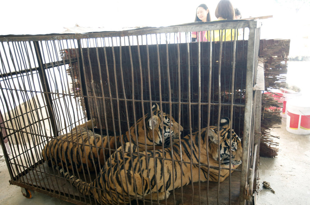 サーカスの途中にトラが脱走 子どもがけが 中国 山西省 写真1枚 国際ニュース Afpbb News