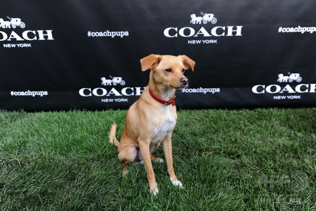 アリアナ・グランデの愛犬も登場！「コーチ」新キャンペーンイベント