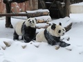 雪の中のパンダ姉妹（2018年12月21日撮影）。(c)CNS/劉棟