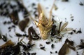 ドイツ西部クレーフェルトで、アマチュア昆虫学会が捕虫器で採集した昆虫（2019年5月9日撮影）。(c)INA FASSBENDER / AFP