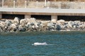 広東省深圳市付近の海域に現れたピンクイルカ（2021年1月29日撮影）。(c)Xinhua News