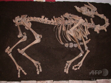 オーストリアでラクダの全身骨格、中欧初 オスマン軍が持ち込む 写真1