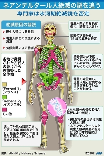 ネアンデルタール人絶滅の謎、研究者ら新説発表