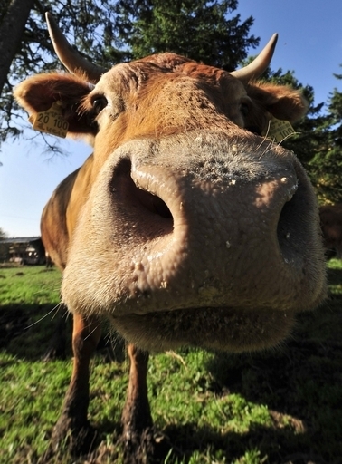 人肉レストラン開店!?実は菜食主義団体のキャンペーン ドイツ