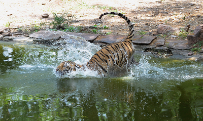 インドはもう夏日和、水場で暑さをしのぐベンガルトラ